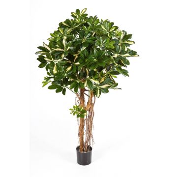 Schefflera artificial SIENNA, tronco natural, verde-blanco, 110cm