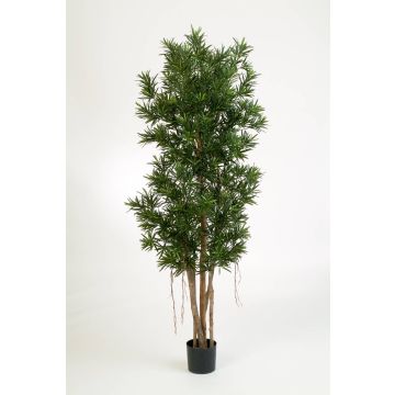 Mañío artificial MATEO, troncos naturales, verde, 180cm