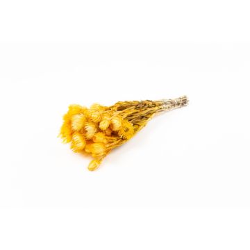 Ramo de flores secas BIBIANA, naranja, 30-40 cm, Ø 15 cm