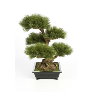 Bonsái pino imitación TAYLOR, raíz, fuente cerámica, verde, 70cm