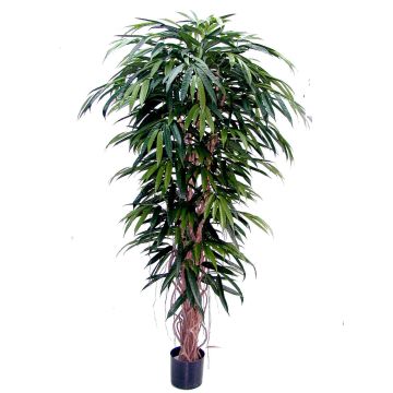 Árbol longifolia lujo artificial PARI, tronco real, verde, 180cm