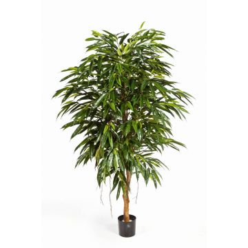 Longifolia reina artificial HISA, tronco natural, verde, 150cm