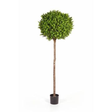 Árbol boj artificial TOM, tronco real, verde, 170cm, Ø65cm