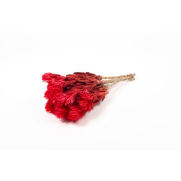 Ramo de flores secas BIBIANA, rojo, 30-40 cm, Ø 15 cm