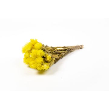 Ramo de flores secas BIBIANA, amarillo, 30-40 cm, Ø 15 cm
