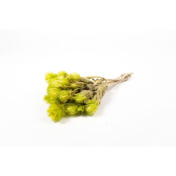 Ramo de flores secas BIBIANA, verde claro, 30-40 cm, Ø 15 cm