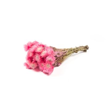 Ramo de flores secas BIBIANA, rosa claro, 35-45 cm, Ø 15 cm