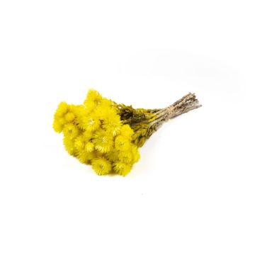 Ramo de flores secas BIBIANA, amarillo, 35-45 cm, Ø 15 cm