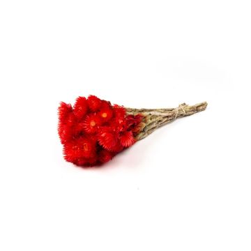Ramo de flores secas BIBIANA, rojo, 35-45 cm, Ø 15 cm
