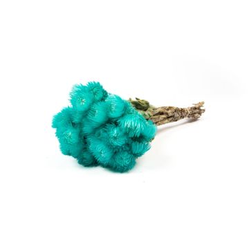 Ramo de flores secas BIBIANA, turquesa, 35-45 cm, Ø 15 cm