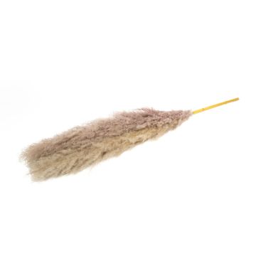 Ramo seco de hierba de la pampa ANIAMI, gris-beige, 130-140 cm, Ø 20 cm