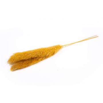 Ramo seco de hierba de la pampa ANIAMI, naranja-amarillo, 130-140 cm, Ø 20 cm