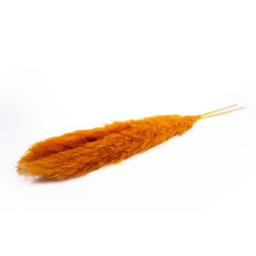 Ramo seco de hierba de la pampa ANIAMI, naranja, 130-140 cm, Ø 20 cm