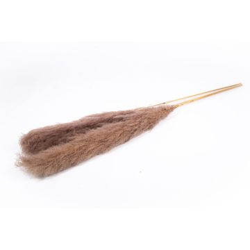 Ramo seco de hierba de la pampa ANIAMI, gris-marrón, 130-140 cm, Ø 20 cm