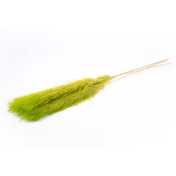 Ramo seco de hierba de la pampa ANIAMI, verde manzana, 130-140 cm, Ø 20 cm