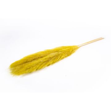 Ramo seco de hierba de la pampa ANIAMI, amarillo, 130-140 cm, Ø 20 cm