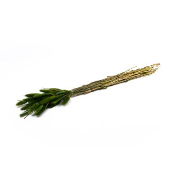 Hierba seca Lagurus BORKA, mano, verde, 55-75 cm, Ø 12 cm