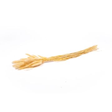 Hierba Lagurus seca BORKA, ramillete, crema, 55-75 cm, Ø 12 cm
