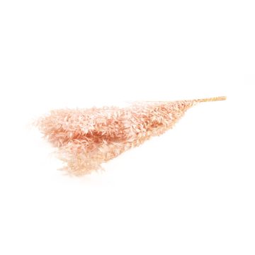 Ramitas secas de rusco AGNIATA, rosa claro, 70-75 cm, Ø 17 cm