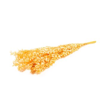 Ramitas secas de rusco AGNIATA, melocotón, 70-75 cm, Ø 17 cm