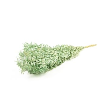 Ramitas secas de rusco AGNIATA, verde menta, 70-75 cm, Ø 17 cm