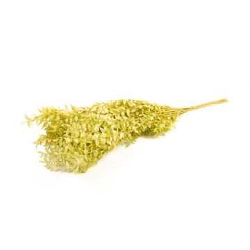 Ramitas secas de rusco AGNIATA, verde oliva claro, 70-75 cm, Ø 17 cm