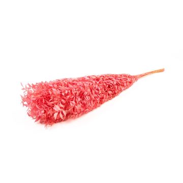 Ramitas secas de rusco AGNIATA, rosa, 70-75 cm, Ø 17 cm