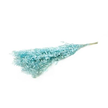 Ramitas secas de rusco AGNIATA, azul claro, 70-75 cm, Ø 17 cm