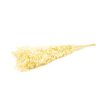 Ramitas secas de rusco AGNIATA, beige, 70-75 cm, Ø 17 cm