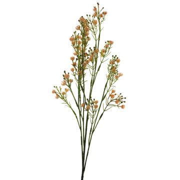 Gypsophila decorativa LINFENG, melocotón, 70cm