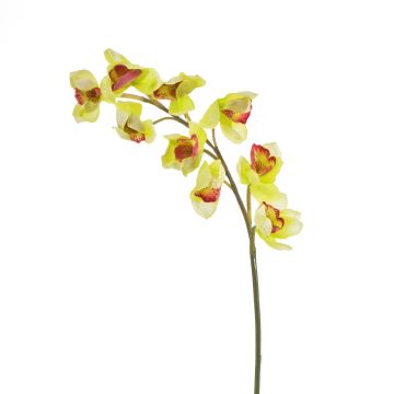 Rama orquídea Cymbidium plástico OKSANA, amarillo-verde, 80cm, Ø6,5cm