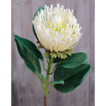 Flor falsa protea TANJA, creme-blanco, 65cm