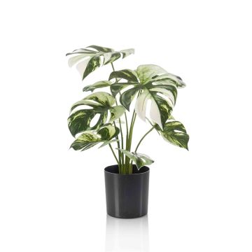 Filodendro falso Monstera Deliciosa Variegata ZAINE, verde-blanco, 40 cm