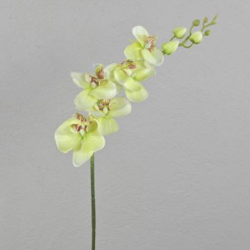 Rama de orquídea Phalaenopsis artificial AMARNE, verde crema, 90 cm