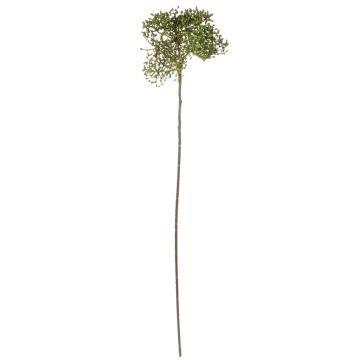Viscum VARINKA con brotes, aspecto seco, verde, 55 cm