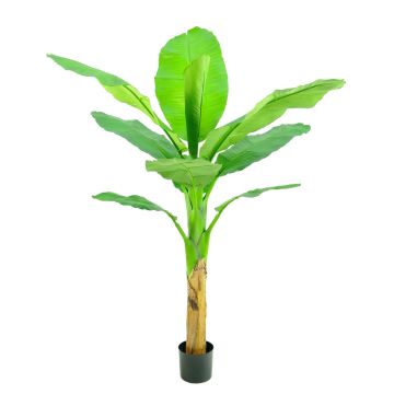 Plátano artificial SCHWANA, 150 cm Plátano artificial SCHWANA, 150 cm