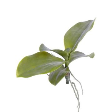 Hojas orquídea Phalaenopsis artificiales PRIMUS, raíz aérea, 19x34cm