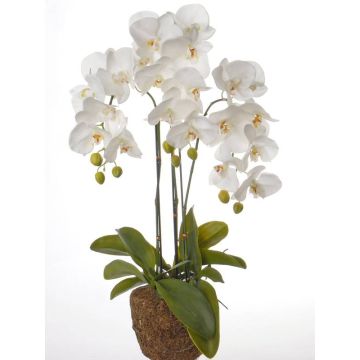 Orquídea Phalaenopsis artificial SATRIA tierra, blanco, 75cm, Ø7-8cm