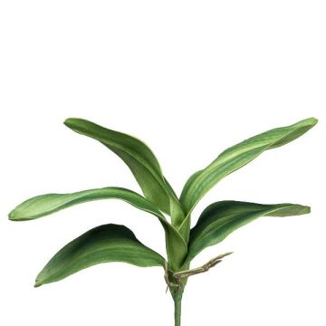 Hojas artificiales de orquídea Phalaenopsis CRILMER, varilla, raíces aéreas, 35 cm