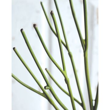 Euphorbia tirucalli artificial BENEDETTO, verde, 50cm