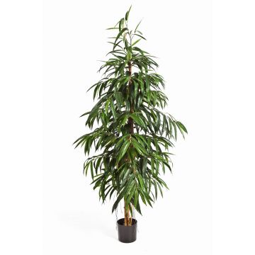 Longifolia artificial HARU, tronco real, difícil inflamar, verde, 210cm