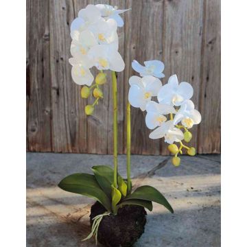 Orquídea Phalaenopsis artificial VEENA, sobre bola de tierra, blanca, 60cm