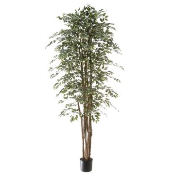 Ficus Benjamini artificial ALEJA, tronco real, verde-blanco, 210cm