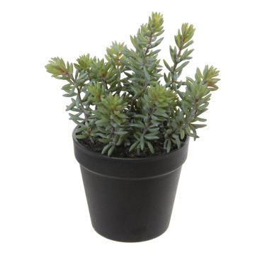 Pachyphytum hookeri artificial BERINA, maceta, verde-gris, 28cm