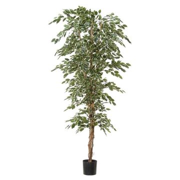 Ficus Benjamini artificial ALEKSA, tronco real, verde-blanco, 240cm