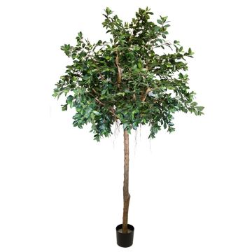 Ficus Benjamini artificial ARSTAN, tronco real, con lianas, verde, 300cm