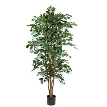 Ficus benjamina artificial AKAHI, tronco natural, verde, 180cm