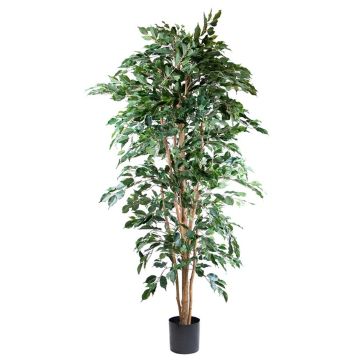 Ficus benjamina artificial AKAHI, tronco natural, verde, 210cm