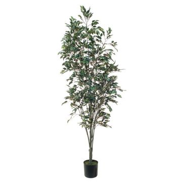 Ficus Benjamini decorativo BRATKO, tronco artificial, verde-blanco, 220cm