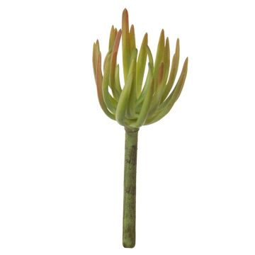 Sedum pachyphyllum decorativo KAIKALE, varilla, verde-rojo, 21cm, Ø7cm